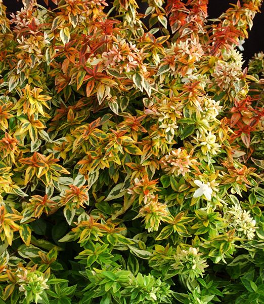 Abelia grandiflora 'KALEIDOSCOPE'®